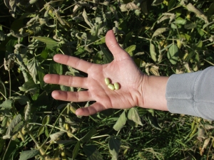 Hand holding soy bean